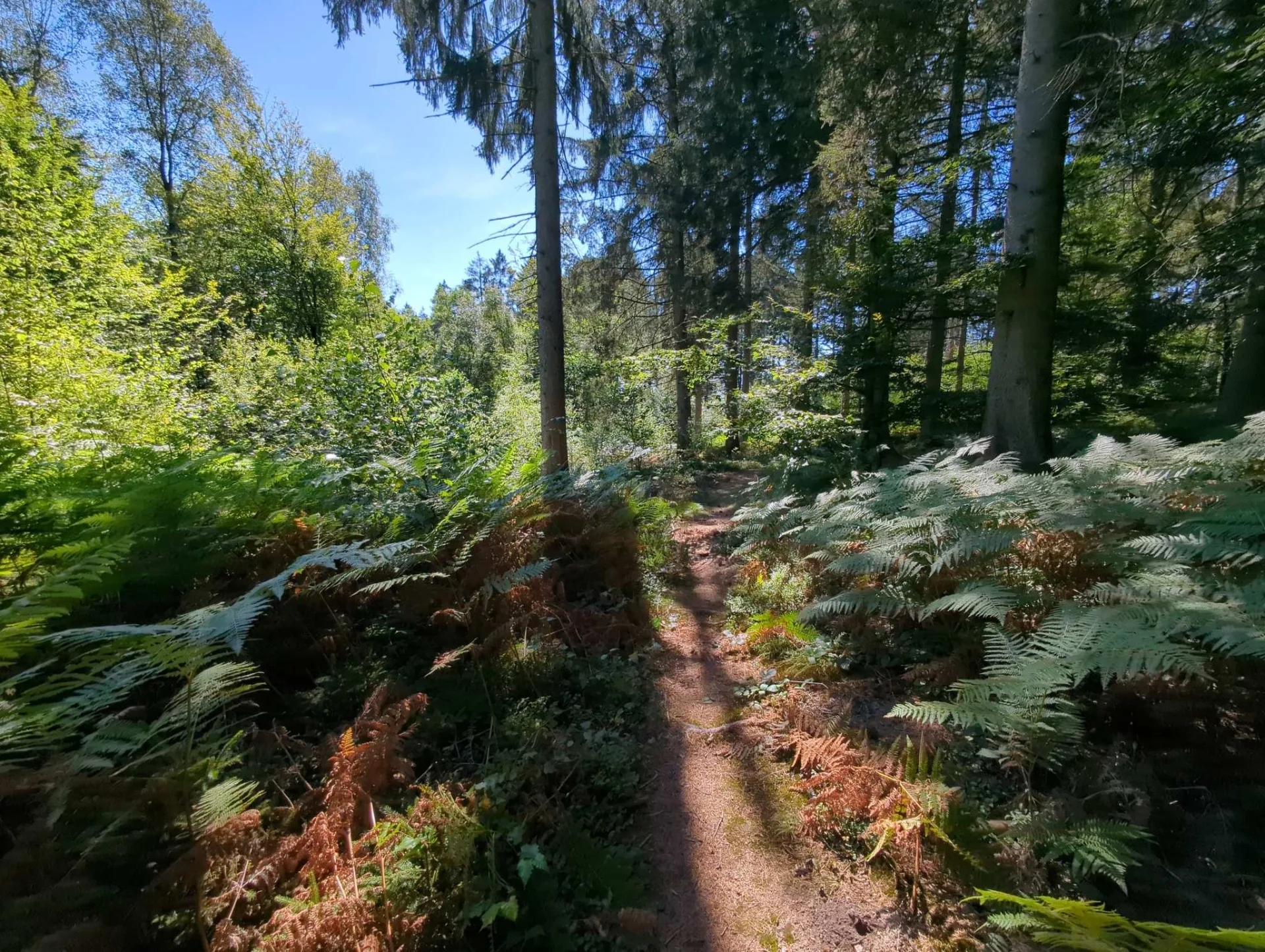 To finish, a sunny path between ferns already turning autumn-brown.