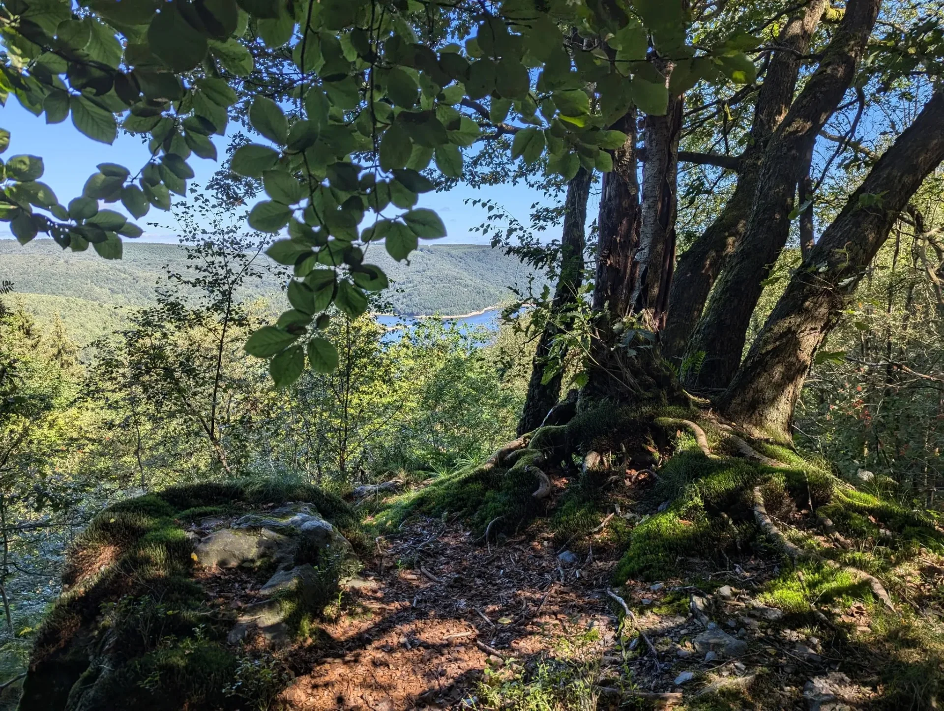 At the viewpoint above the Bassin de Whitaker — water glinting through the canopy deep in the valley.