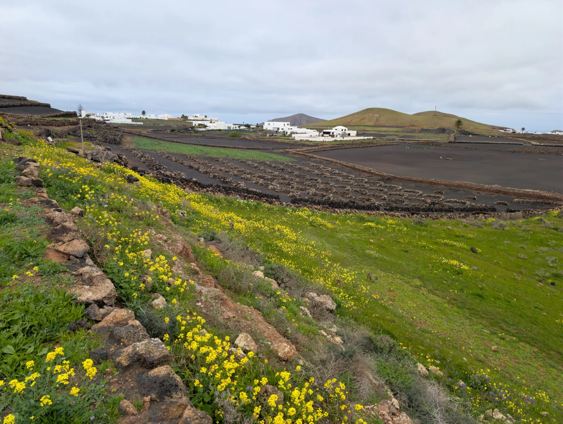 Unexpectedly green after winter rain: fields and yellow blossom below the volcanic cones.