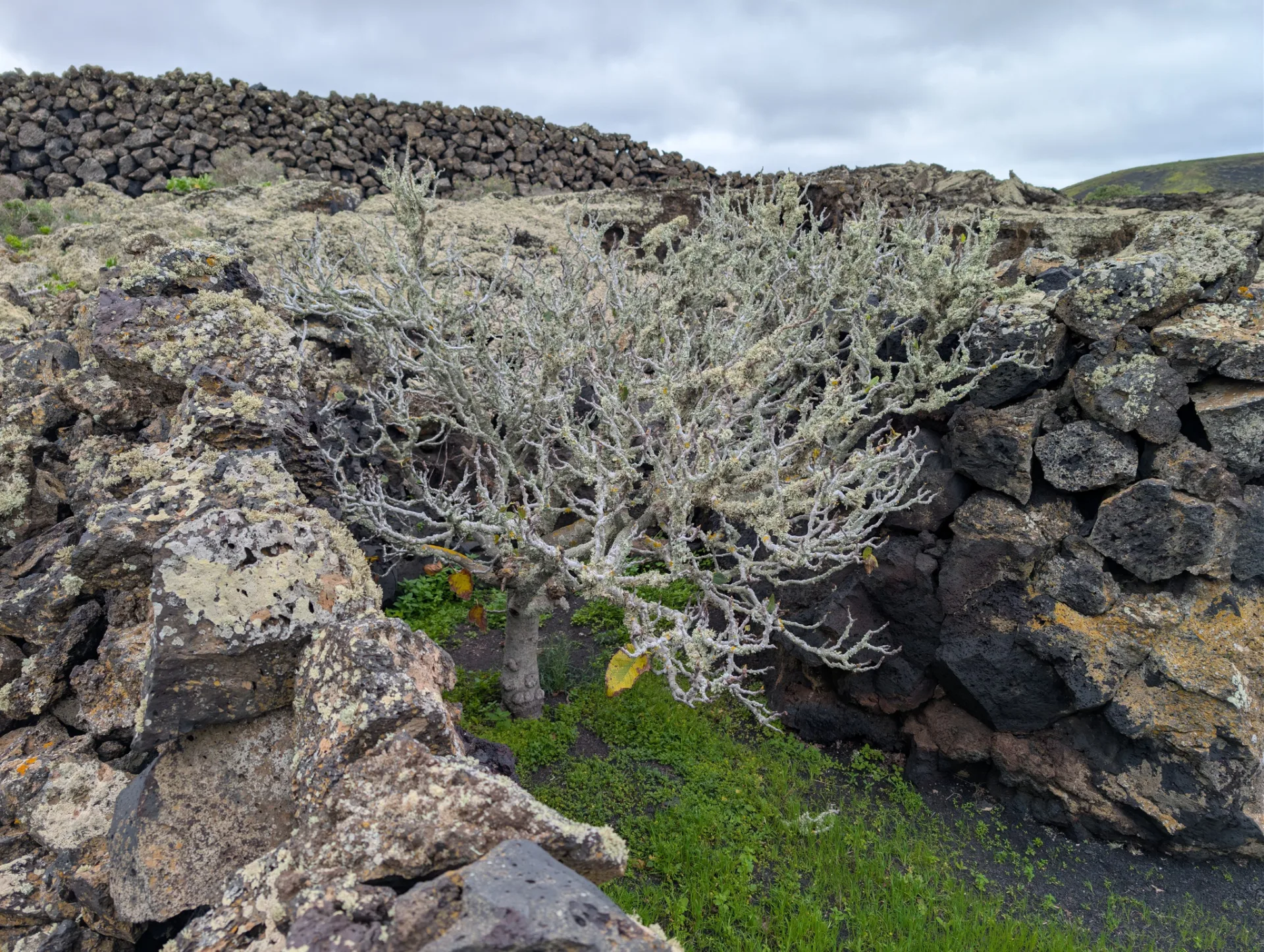 Grey-green lichen covers the old lava.
