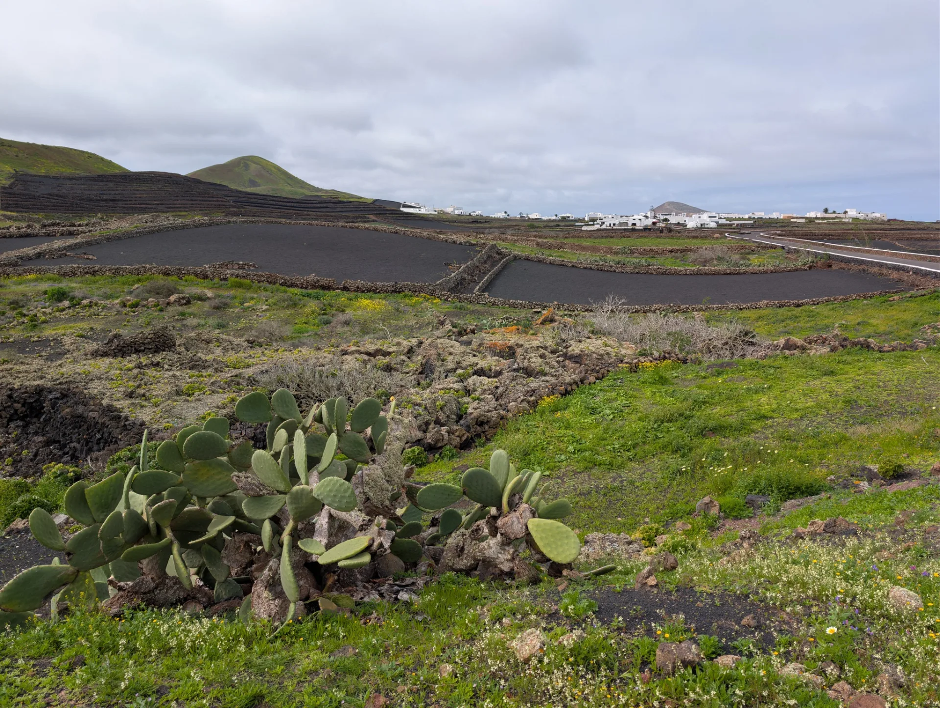 Prickly pear along the field edge — farming in volcanic soil.