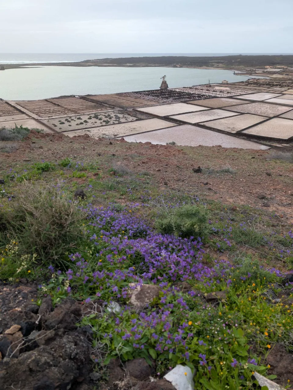 The Salinas de Janubio salt pans by the sea, purple flowers in the foreground.