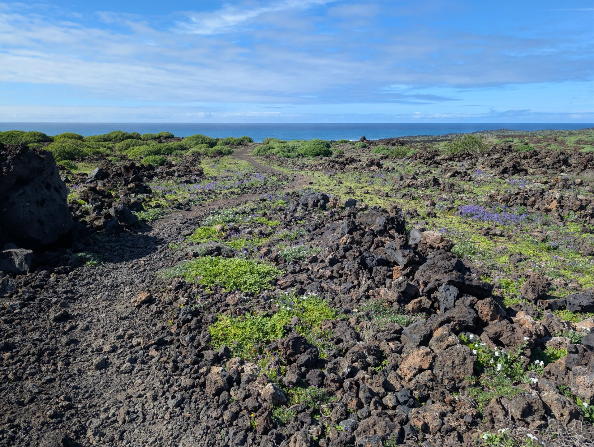 First plants reclaiming the old lava field.