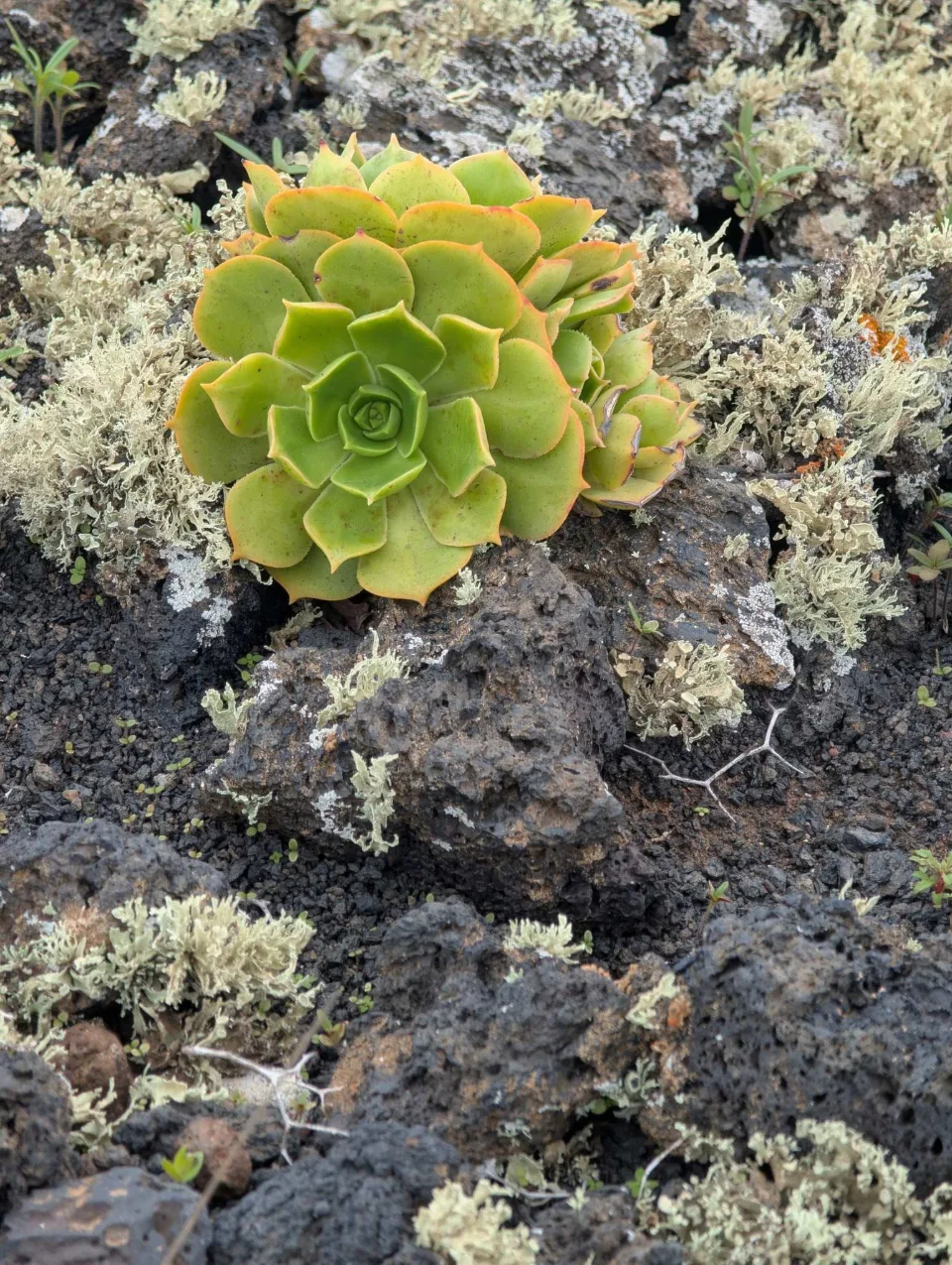 An Aeonium rosette growing from the lava — typically Canarian.