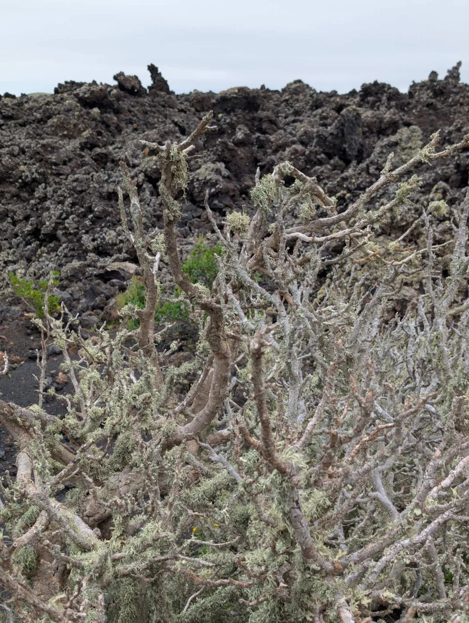 Silvery tufts cover the lava field.