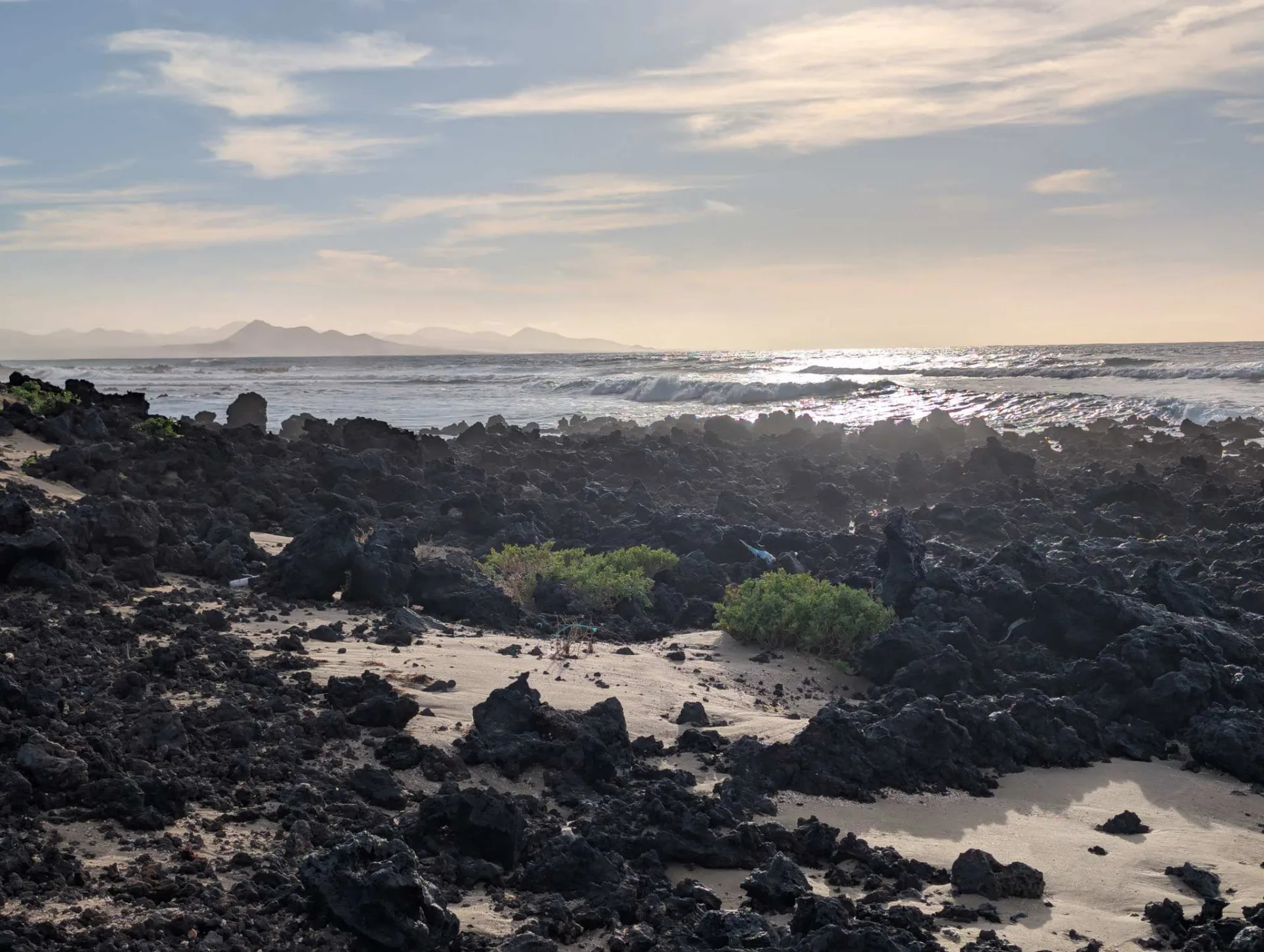 Green cushion plants on the black coastal rocks, the beach beyond.