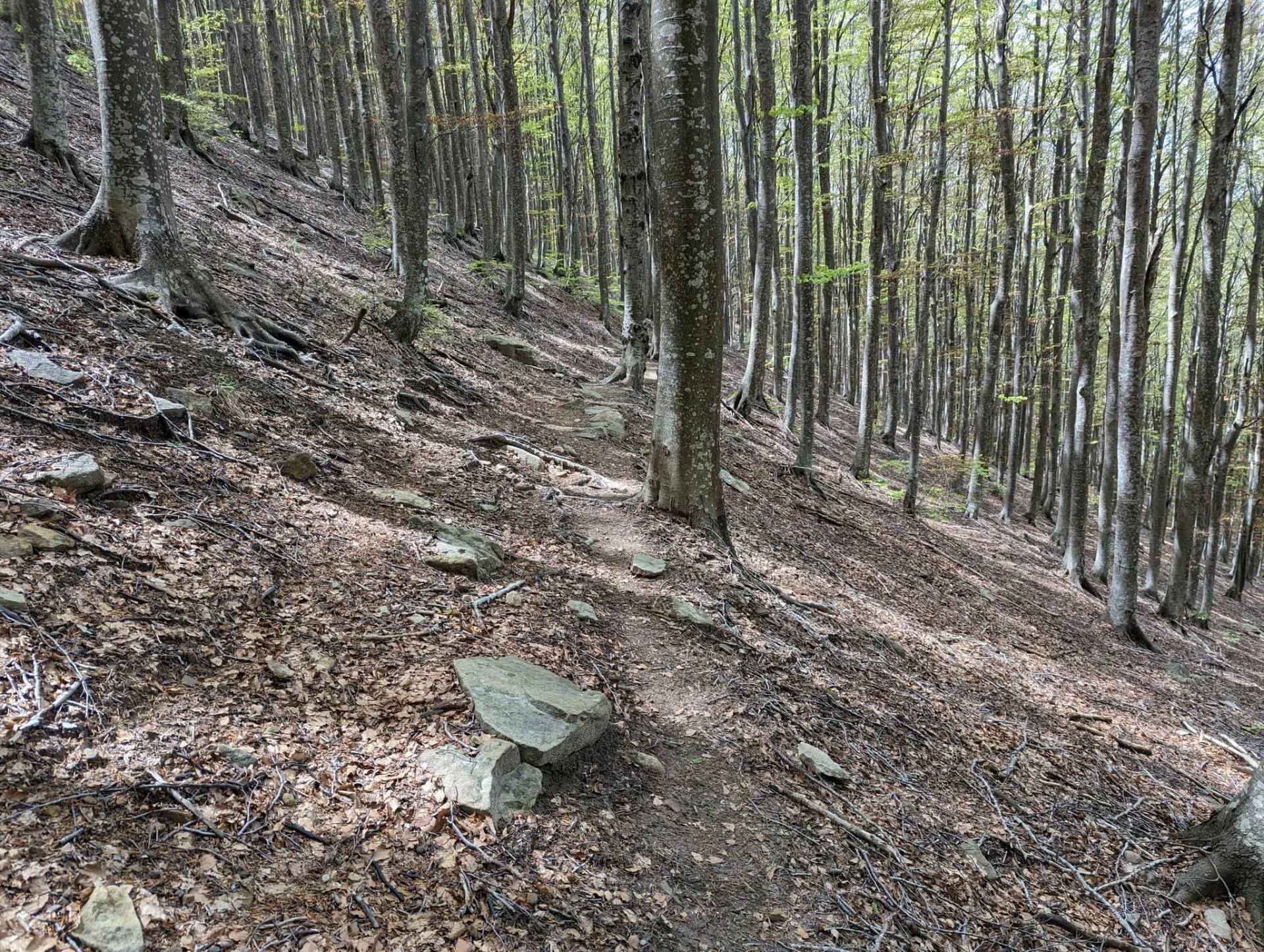 A path through the springtime beech forest