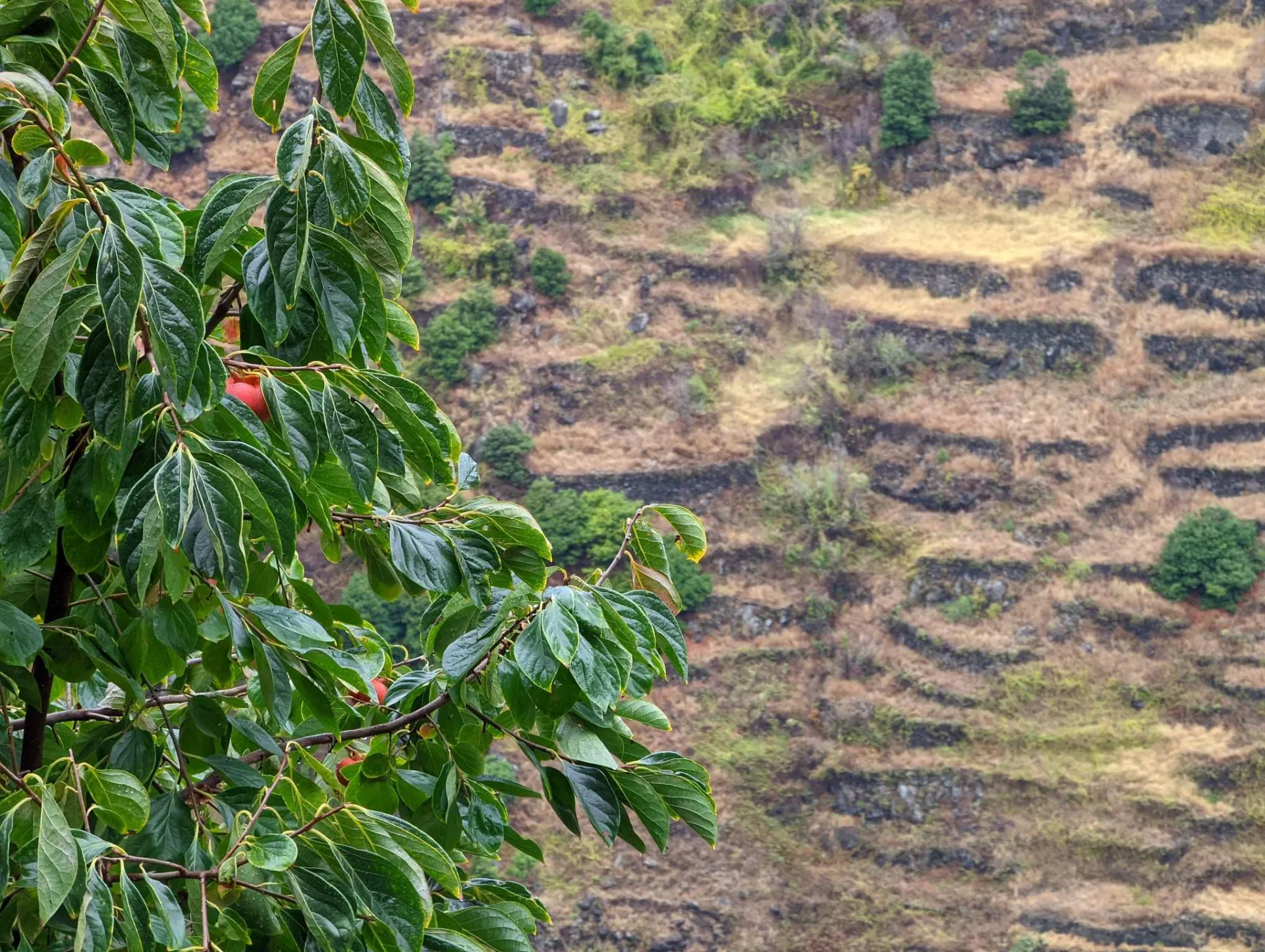 A persimmon tree against the terraced fields (poios)