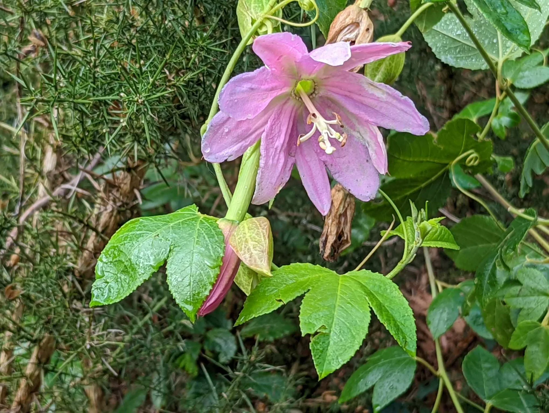 A pink passionflower beside the path