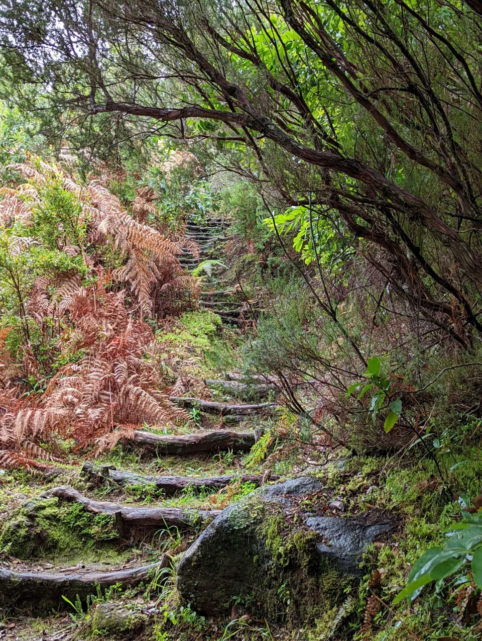 Steep steps climbing through fern and woodland