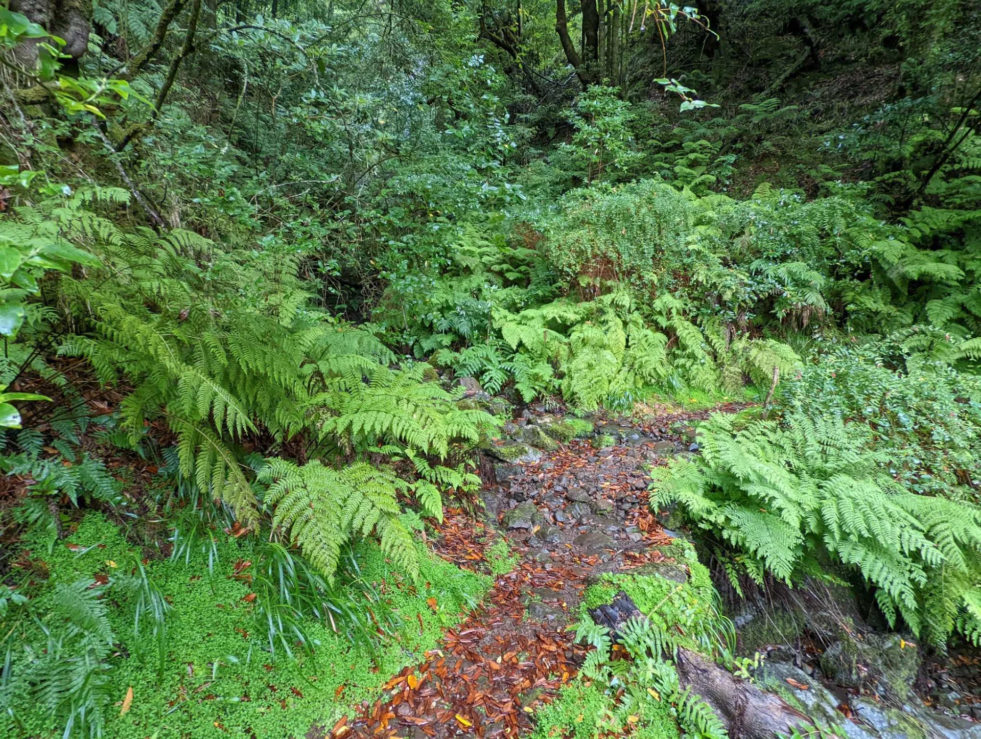 A fern-lined forest path