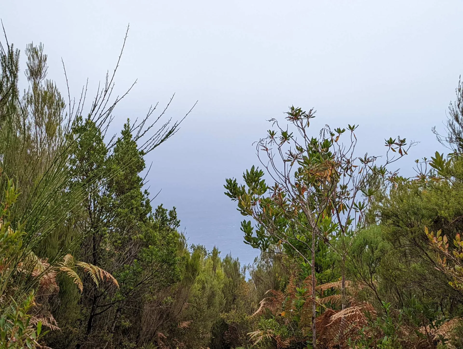 A hazy sea view through the scrub