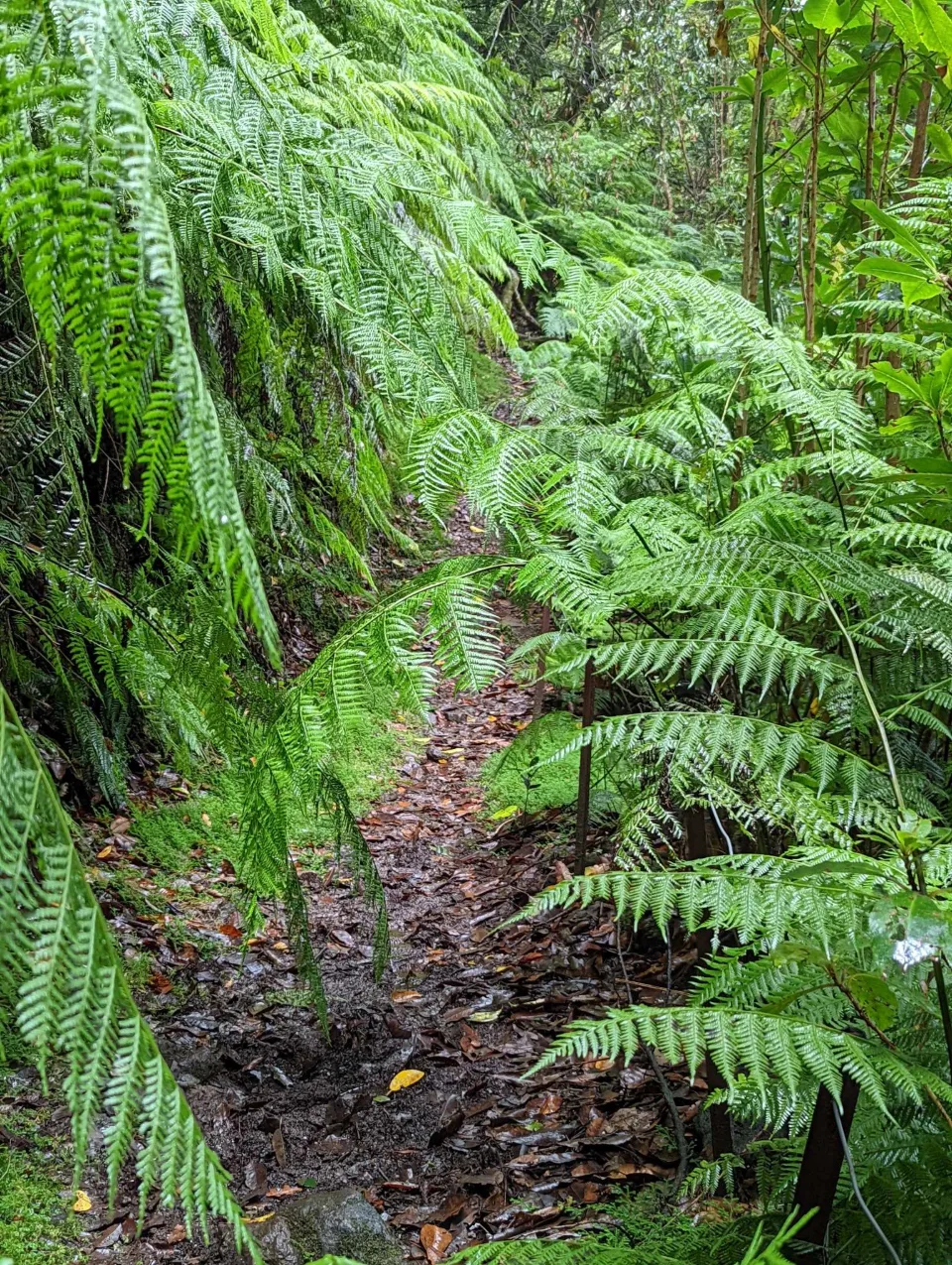 A path between tall tree ferns