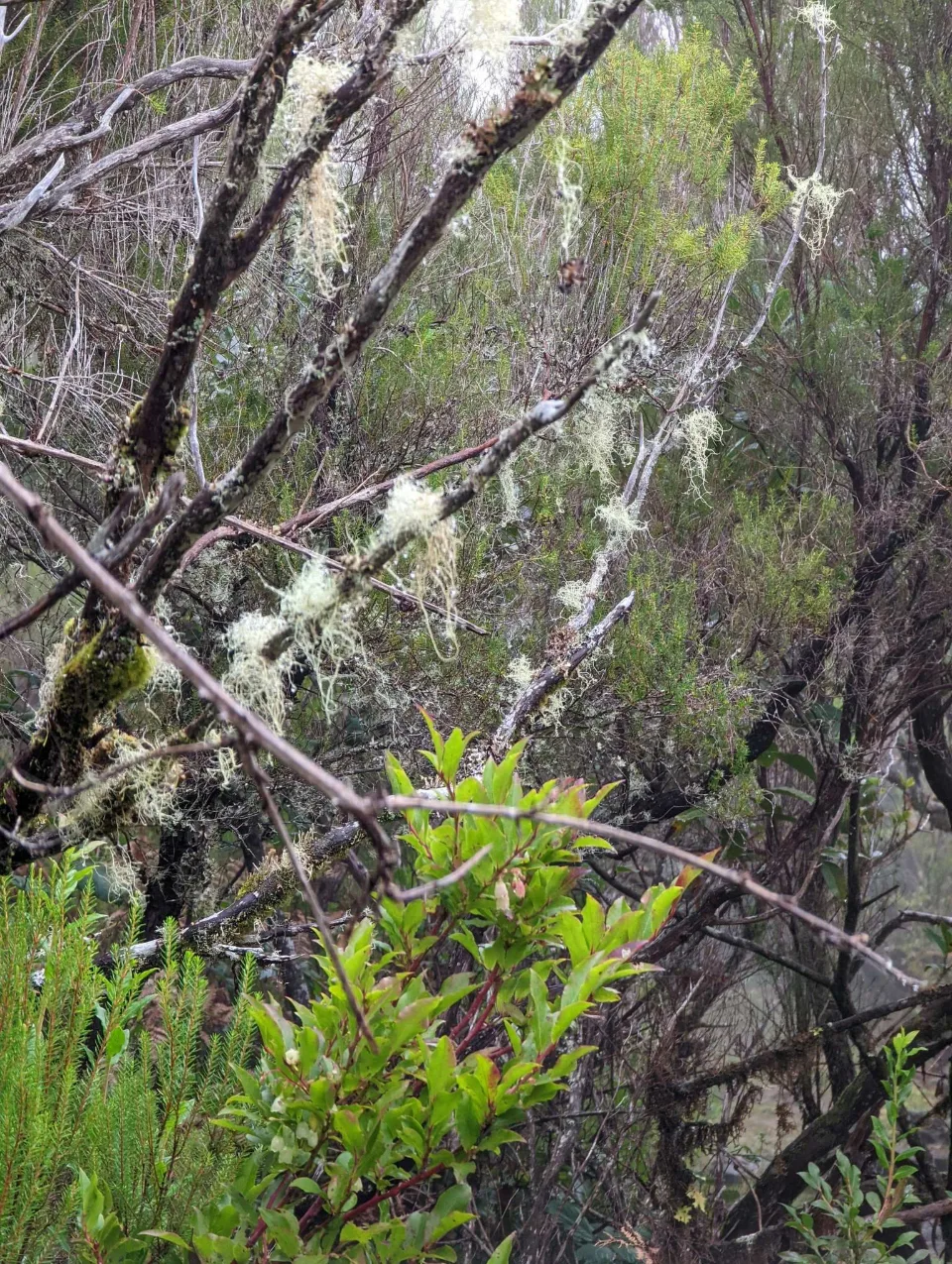 Beard lichen in the Fanal cloud forest