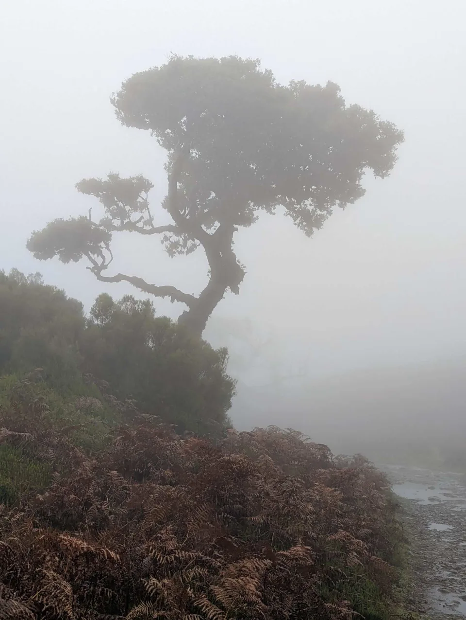 The landmark Fanal laurel tree in the fog