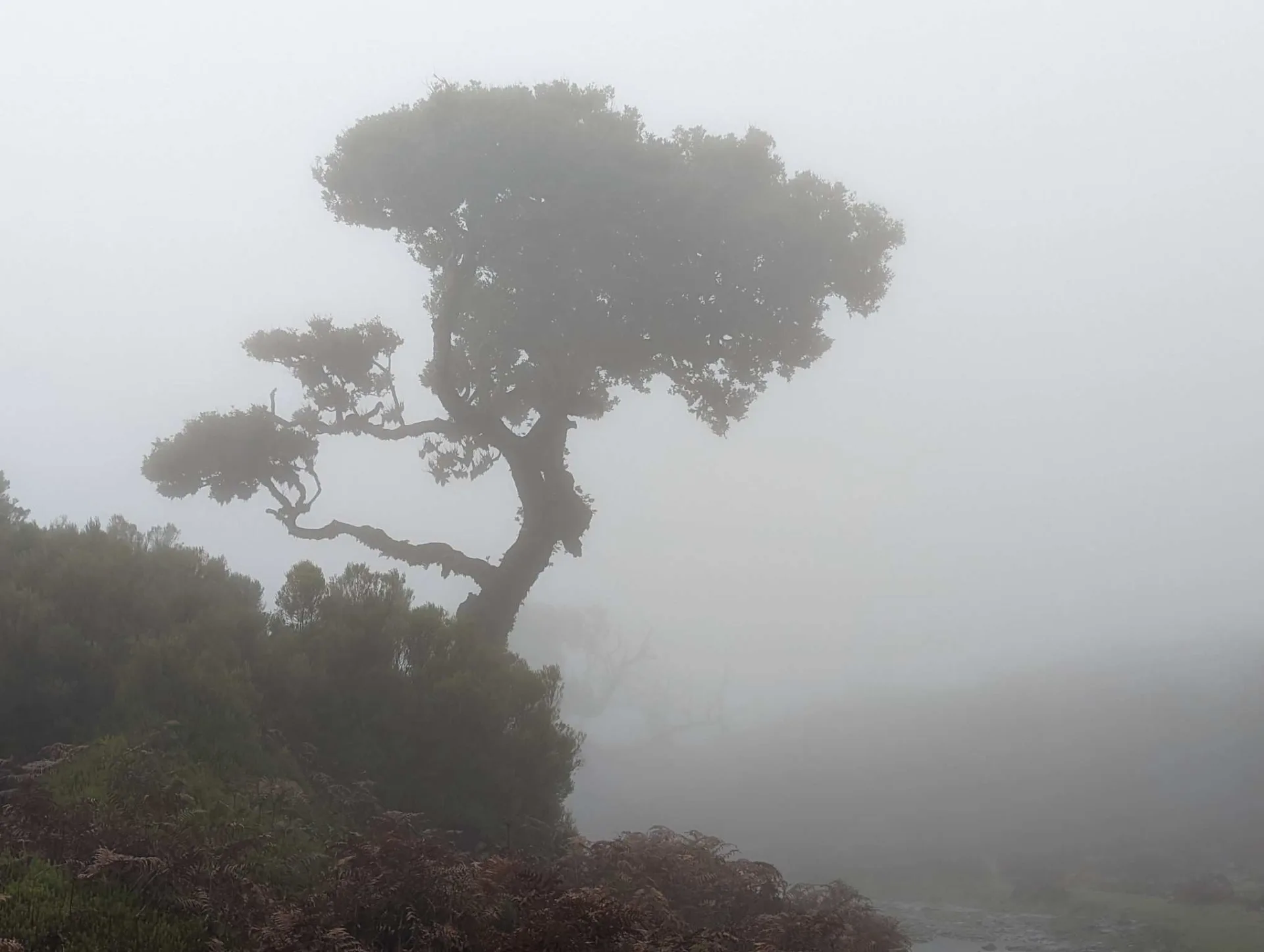 A gnarled laurel tree in thick fog