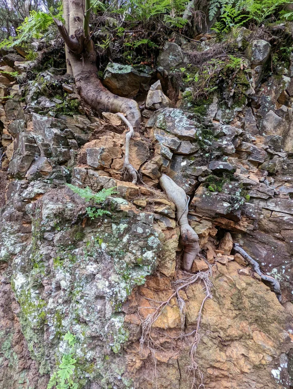 Tree roots gripping the rock face