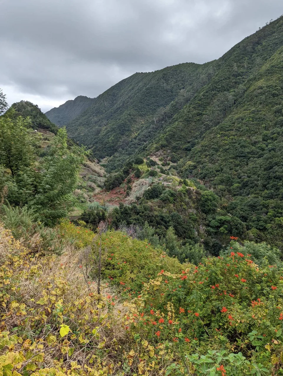 A green valley with terraces and autumn flowers