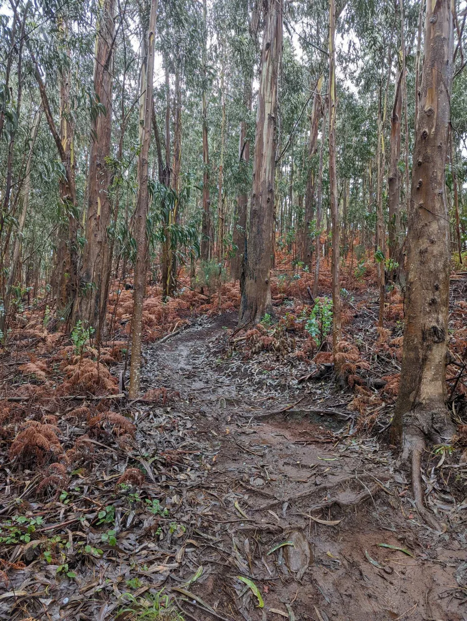 A path through the eucalyptus forest
