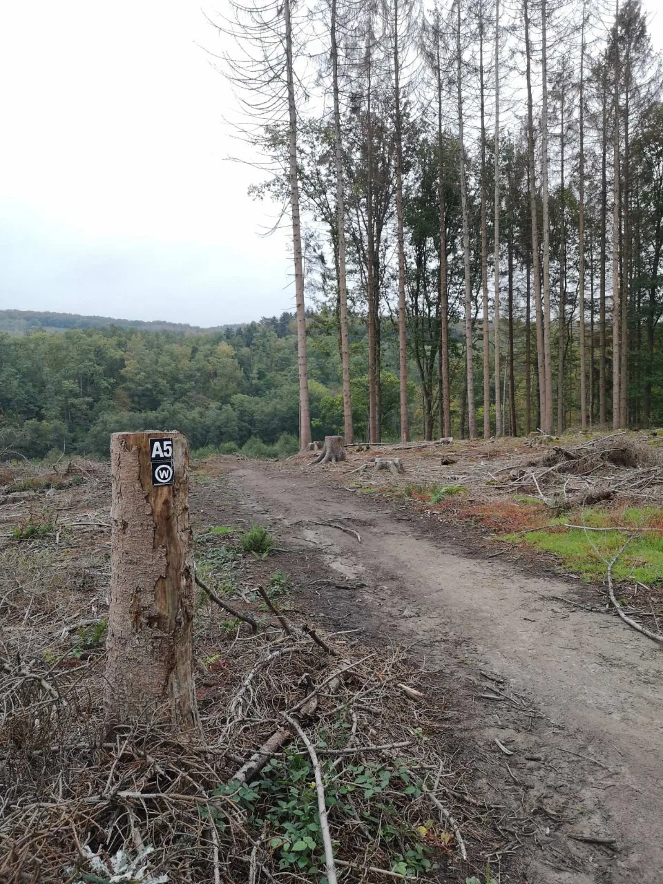 A broad gravel track at the edge of a clearing; autumn has already coloured the trees.