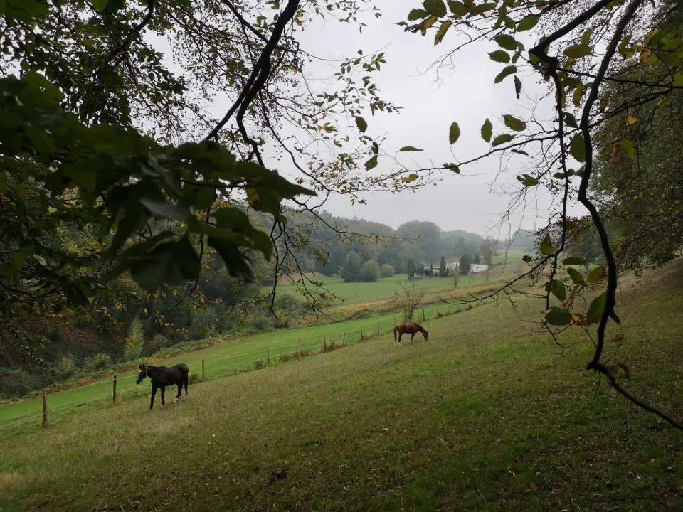Horses in a meadow, framed by branches — the view opens up over the rolling country around Witten.