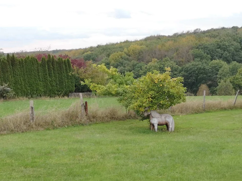 A dappled-grey pony nibbling the leaves of a little fruit tree, in the soft evening light.