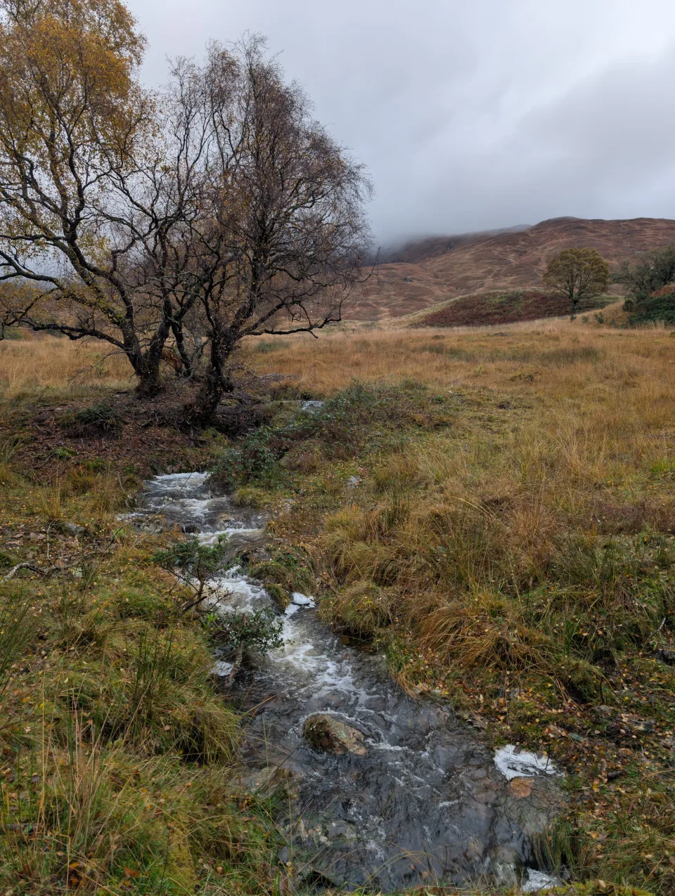 Burn through the bog, scattered birches — classic CWT terrain