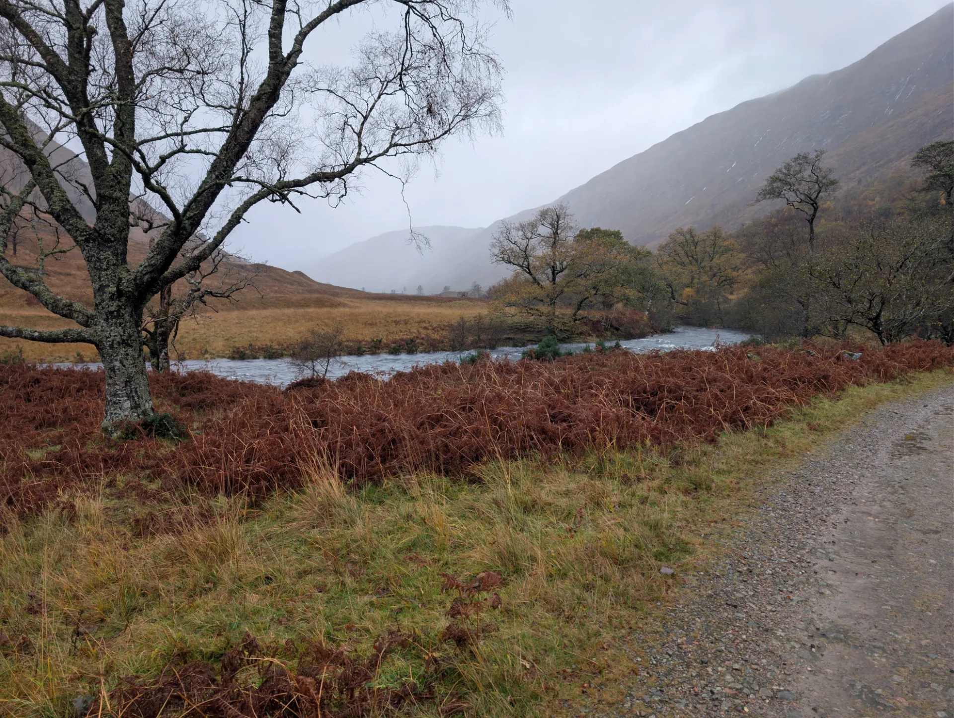 River through bracken and birches, mountain flanks behind
