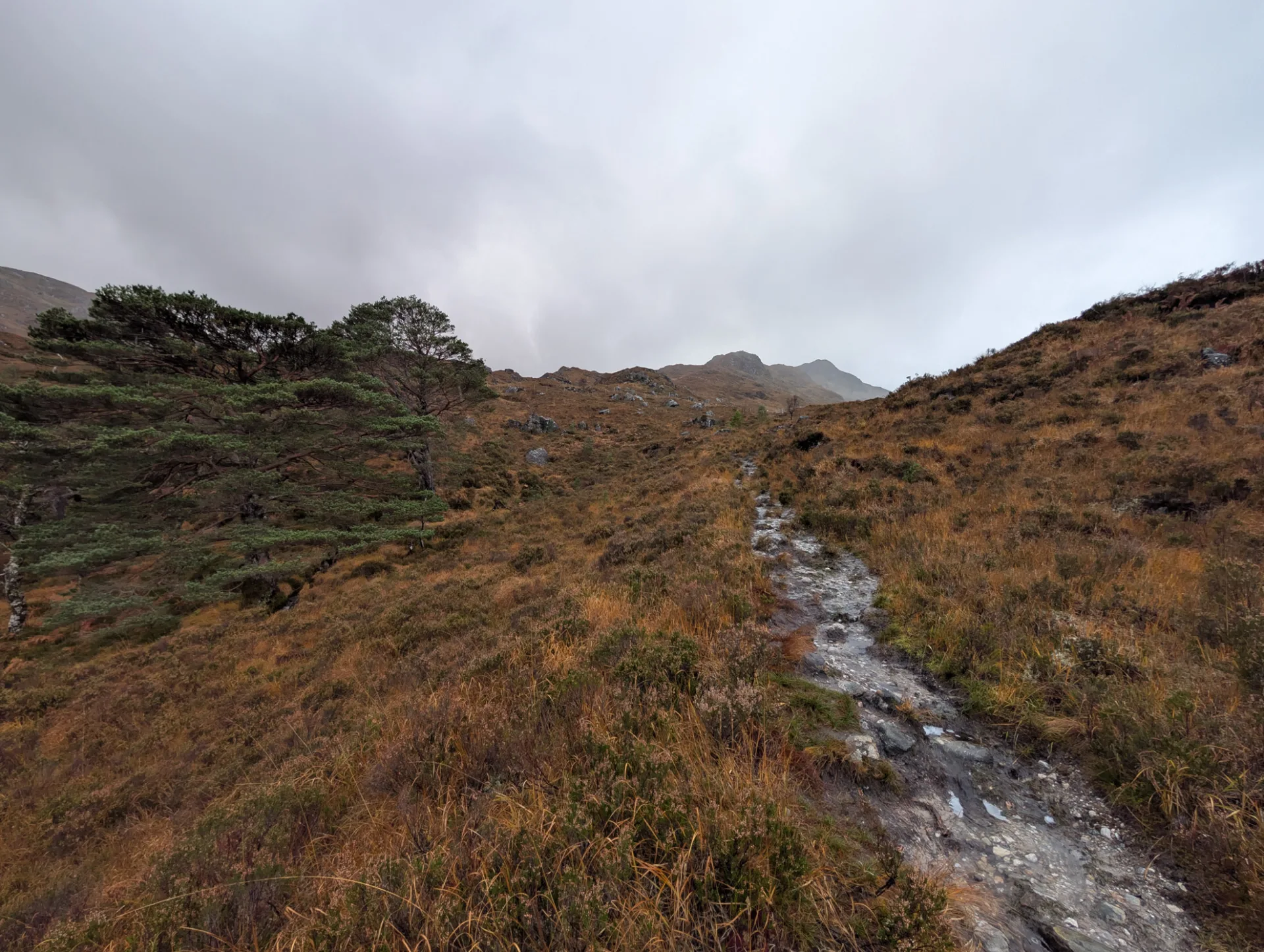 Gnarled pines line the path, the slope rising behind