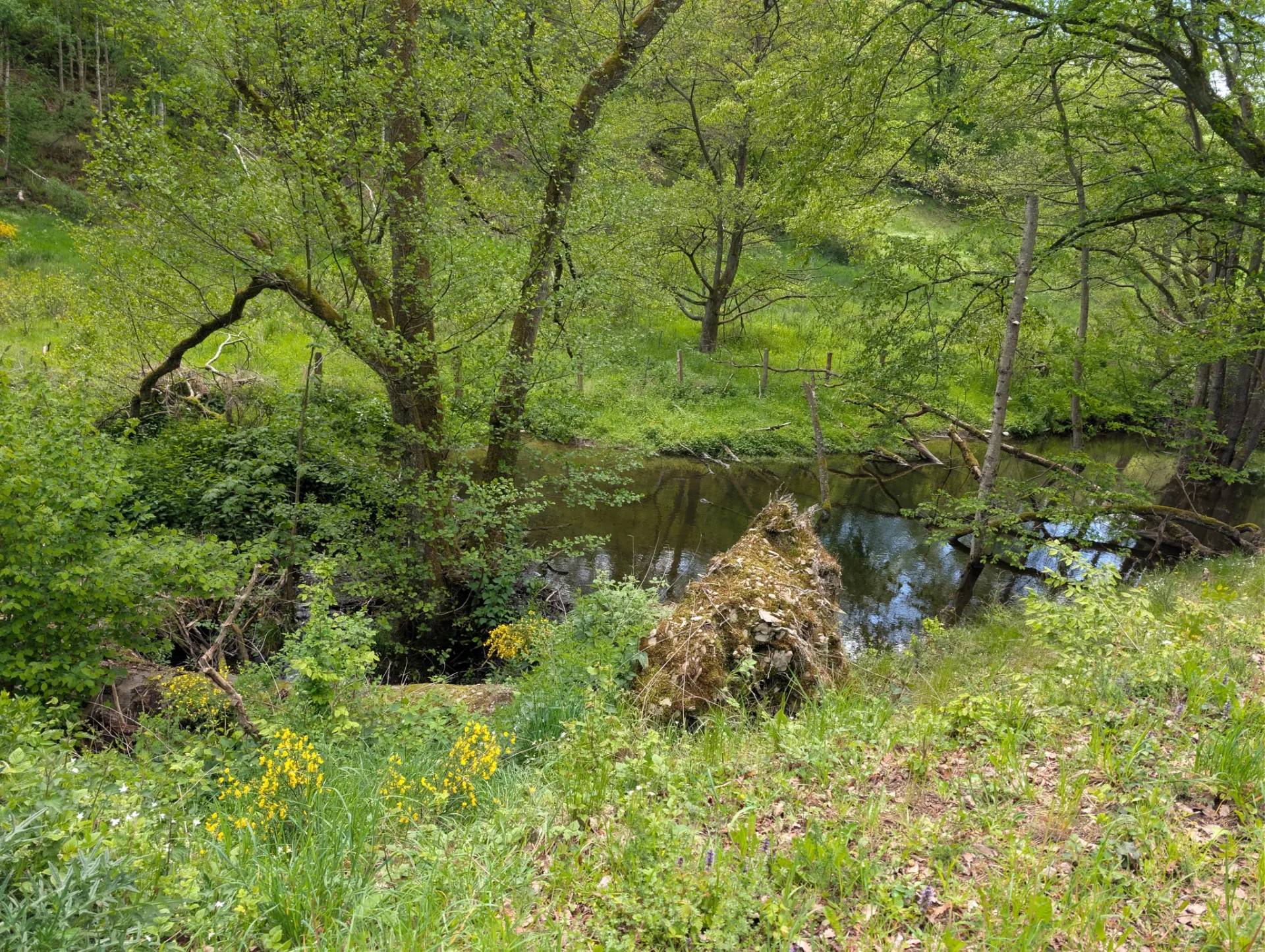 A quiet stream in a valley fresh with spring green.
