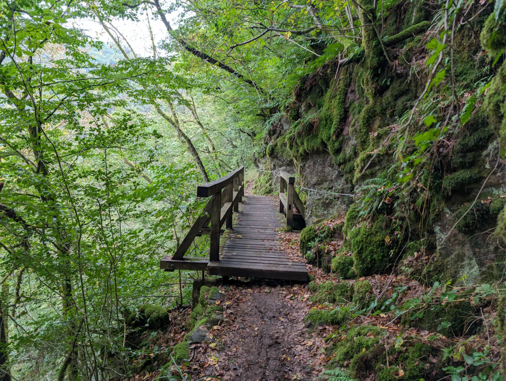 Wooden bridge through the forest — the first hours towards the Mosenberg