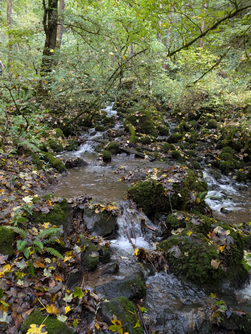 Brook through the autumn forest