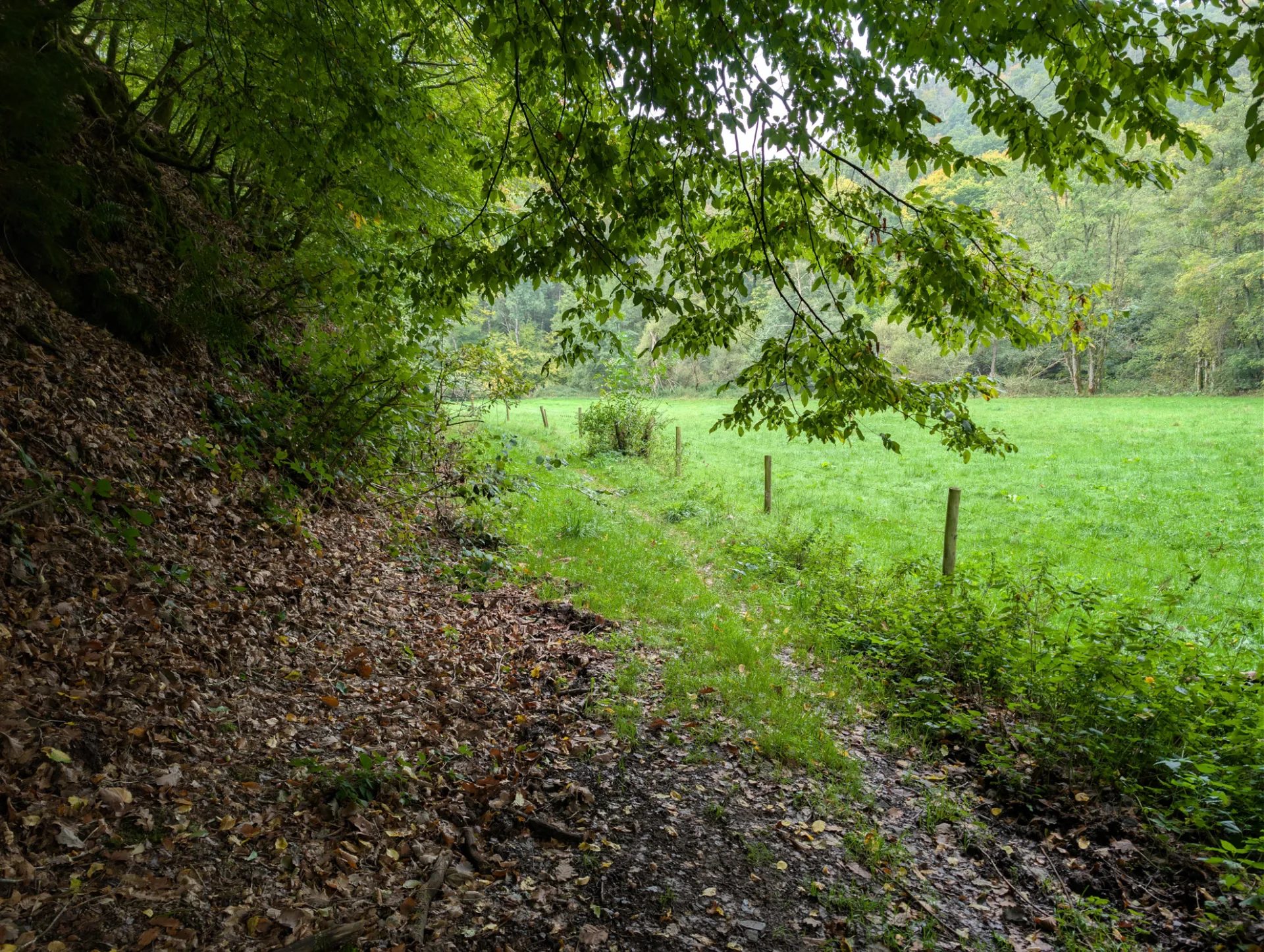 Quiet forest edge between the Maars