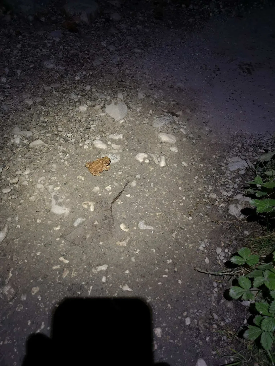 Still deep night: the headlamp beam through a tunnel near the Partnach gorge.